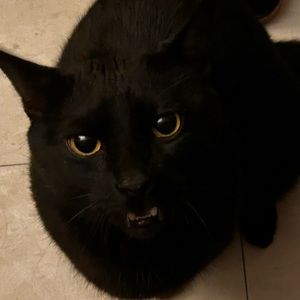 Meet your Posher, Shay